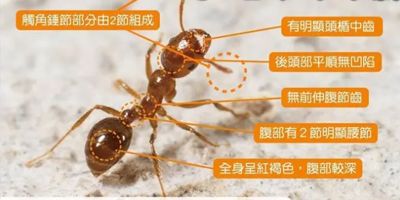 湖南白蚁消杀计划，让您远离隐形破坏者！